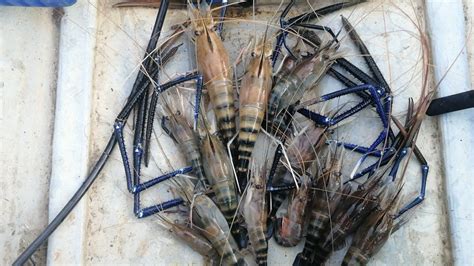 Udang Galah Jenggo 20 Giant River Prawn Sungai Suai YouTube