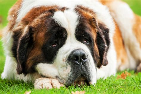 10 Of The Heaviest Dog Breeds