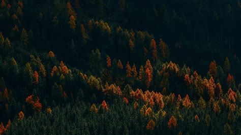 Nature Landscape Forest Pine Trees Wallpaper - 3840x2160