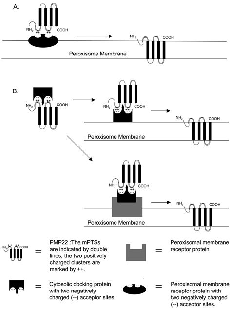 Two Different Targeting Signals Direct Human Peroxisomal Membrane