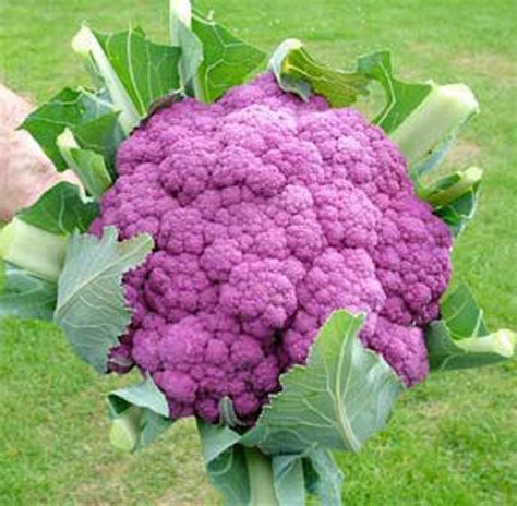 Cauliflower Organic Heirloom Purple Of Sicily By Kenyonorganics