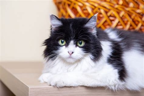 Short & Long-Hair Black & White Cat Breeds | Great Pet Care