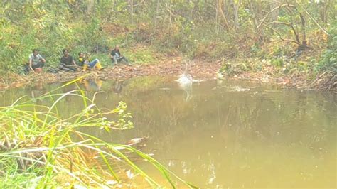 Detik Detik Menegang Kan Sambaran Ikan Predator Caramancingfishing