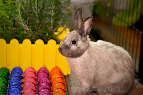 Que haces conejo rompecabezas en línea