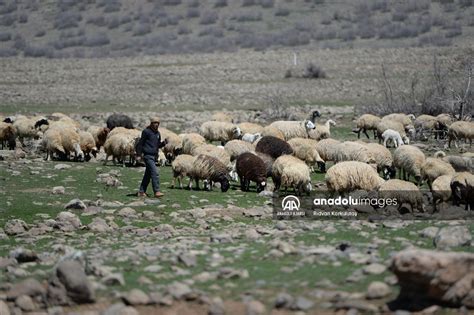 Bing L Yaylalar M Rleri Hayvanlar N N Pe Inde Ge En G Erleri