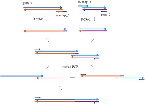 A Python Script To Design Primers For Overlap Extension PCR To Ligate