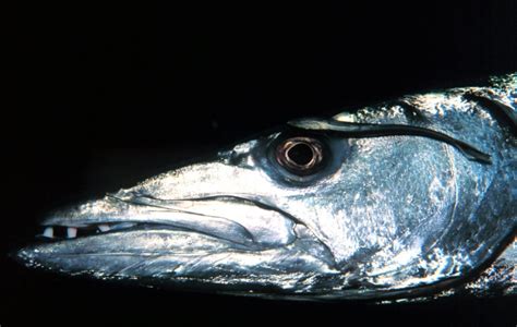 Barracuda Ocean Treasures Memorial Library