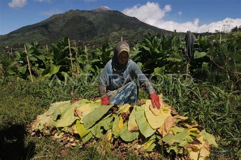 Panen Daun Tembakau Antara Foto