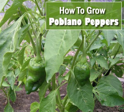 How To Grow Poblano Peppers