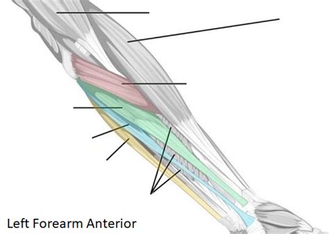 Forearm Anterior Superficial Diagram Quizlet