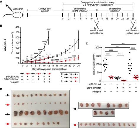 Plekha Knockdown Synergizes With The Braf Inhibitor Encorafenib To