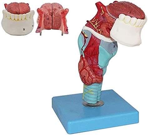 Buy Lhmyhhh Human Larynx Anatomical Models Human Throat Larynx With