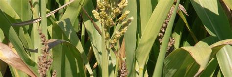 Silage sorghum, an alternative to silage maize - Agricology