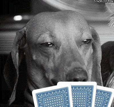 Poker-Face GIFs - Find & Share on GIPHY