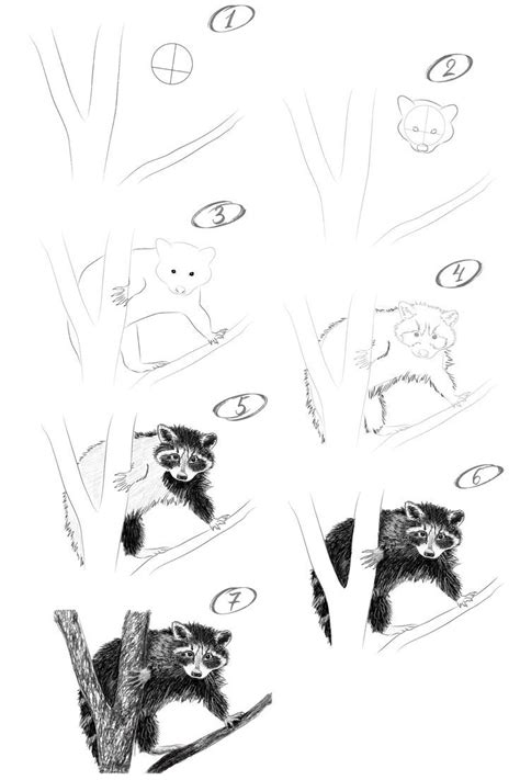 How To Draw A Racoon With A Pencil Step By Step Drawing Tutorial Artofit