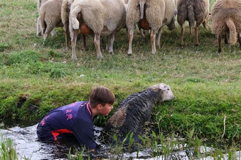 Damian Redt Schapen Uit De Sloot Vlaardingen