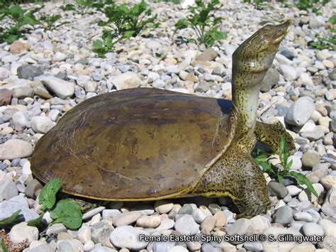 Baby Soft Shell Turtle