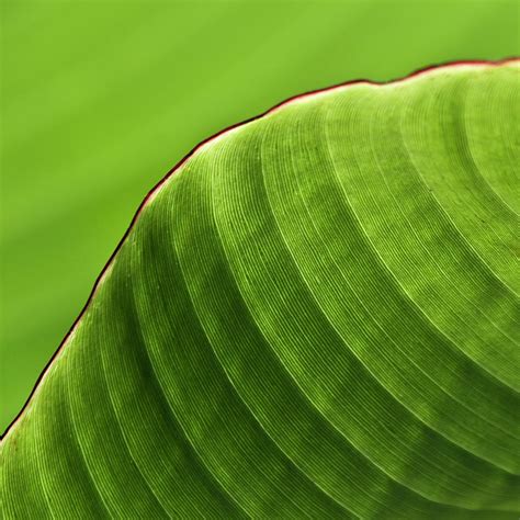 🔥 Download Top Banana Leaf Print Art Wallpaper By Philipb Banana