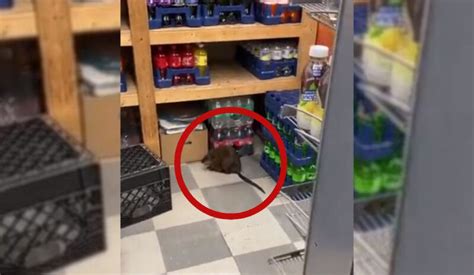 VIDEO Captan a rata gigante en supermercado de Nueva York Síntesis TV