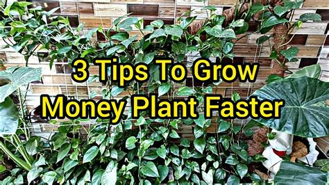 Money Plant Growth Hacks Money Plant Ki Growth Kaise Badhaye Money