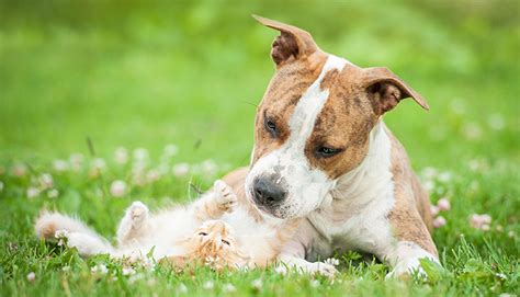 Come Prendersi Cura Di Cani E Gatti In Primavera