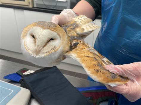 Barn Owl Comeback — Suffolk Owl Sanctuary