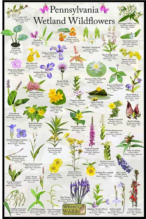 A Guide To Common Wildflowers In Pennsylvania Nature Blog Network