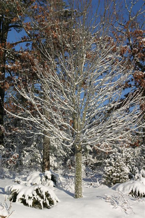 Snow Tree Larry Lynch Flickr