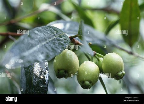 Malabar Plum Roseapple Rose Apple Syzygium Jambos With Fruits