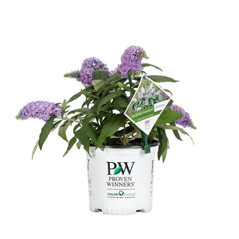 Butterfly Bush | Pugster® Amethyst | Proven Winners® Shrubs – Proven