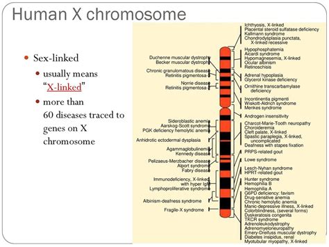 X Linked Traits Biology Unit 6 Velekei Ppt Download