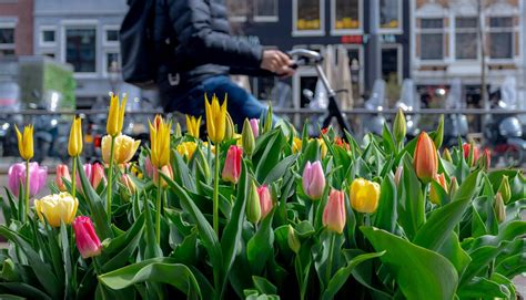 Amsterdam Tulip Museum | The Story Of The Tulip