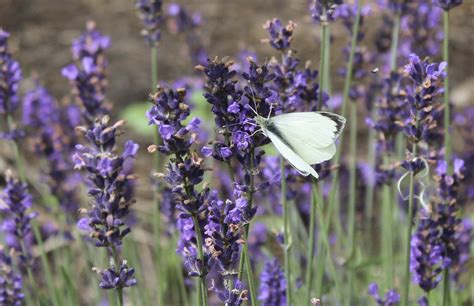 Lavender Butterfly - Free photo on Pixabay