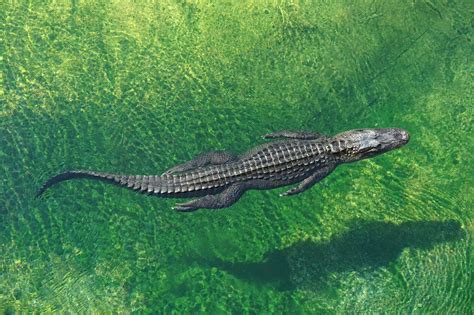 Cassius the Crocodile: A 120-Year-Old Marvel