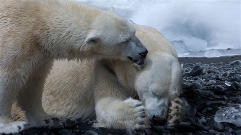 La Tierra Entró En La Sexta Extinción Masiva Y Amenaza A Un Millón De