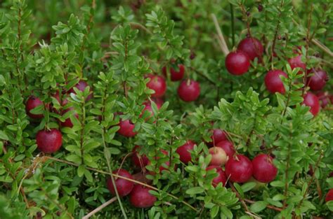 Vaccinium Macrocarpon Veenbes Bloemenpark Appeltern