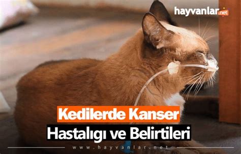 Kedilerde Kanser Hastalığı ve Belirtileri Hayvanlar net