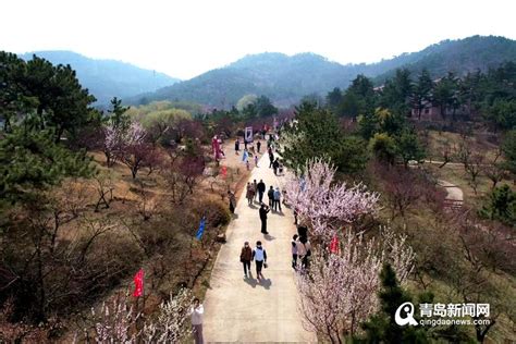 赏梅花春景 看花漾李沧！第二十四届青岛梅花节启幕 青岛新闻网