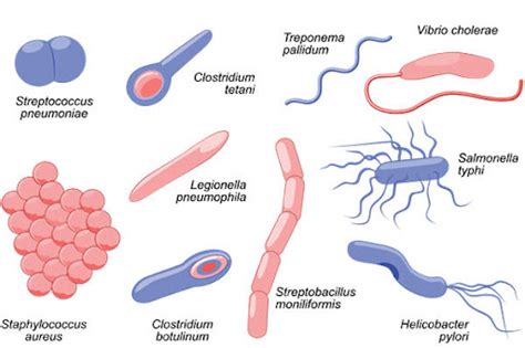 Types Of Bacteria Worksheet