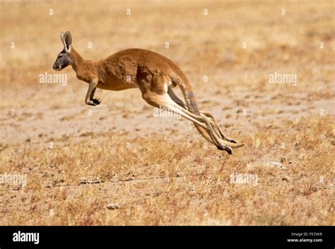 Kangaroos Hopping Kangaroos In Flight Hi Res Stock Photography And