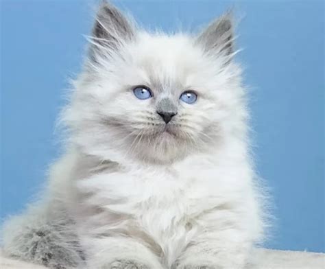 kittens for sale - krkime