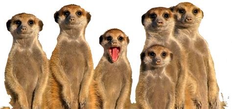 200 Meerkat Png Images