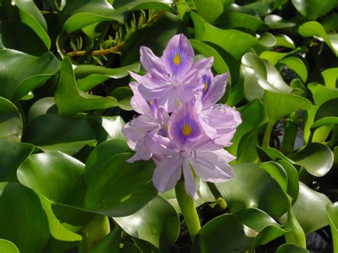 Eichhornia crassipes Profile – California Invasive Plant Council