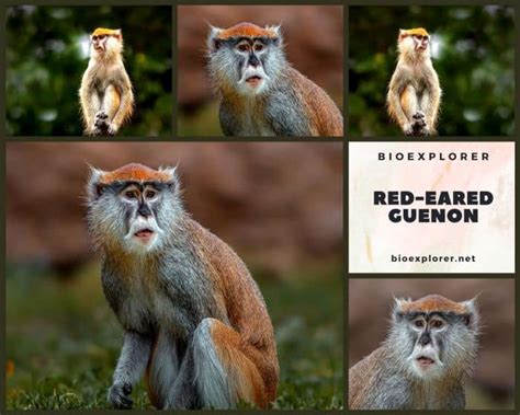 Red-Eared Guenon Characteristics | Cercopithecus Erythrotis Diet & Facts