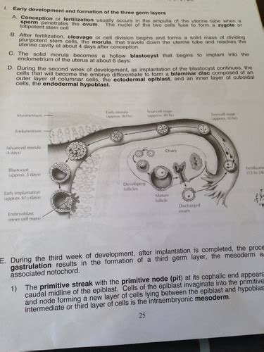 PT Y1 Anatomy Embryology And Development Of Musculoskeletal System