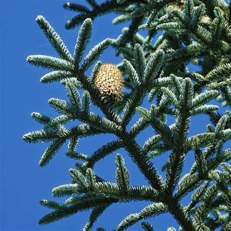 Abies Procera Noble Fir 10 000 Things Of The Pacific Northwest