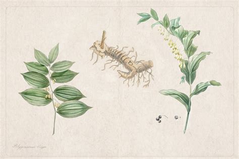 I’m an Herbalist, and This Is My Secret Herb for Pain-Free Aging | The ...