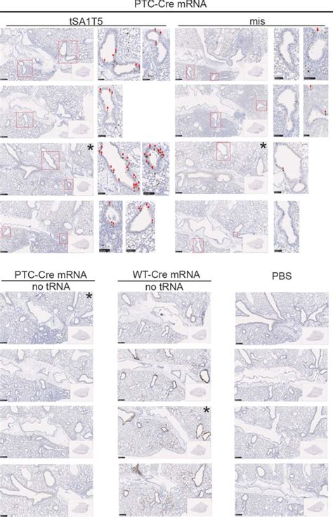Engineered tRNAs suppress nonsense mutations in cells and in vivo ... 