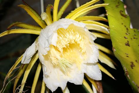 dragon fruit cactus flower | Dragon fruit, Yellow flowers, Dragon fruit ...