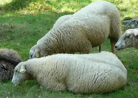 picture white sheep
